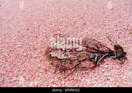 Gusci di rosa e il pezzo di corallo. Sabbia rosa sulla spiaggia di Barbuda isola dei Caraibi di minuscole conchiglie rosa Foto Stock