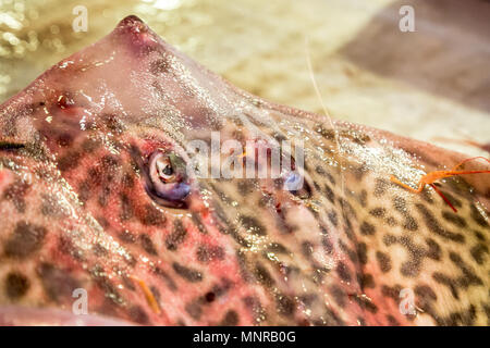 Whiptail pesci pronti per la vendita su un mercato in Sicilia Foto Stock