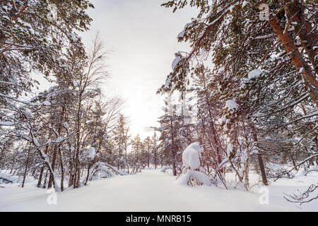Incantevole paesaggio invernale della foresta con coperta di neve alberi Foto Stock