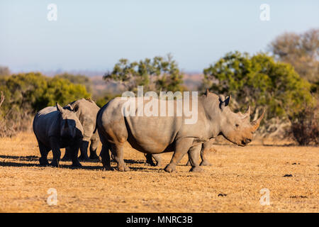 Il rinoceronte bianco pascolare in un campo aperto in Sud Africa Foto Stock