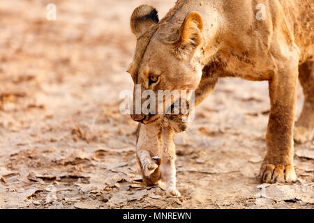 Close up della leonessa che trasportano cub nella sua bocca nella riserva nazionale in Kenya Foto Stock