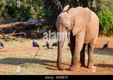 Close up di un elefante in un parco safari, Leopard su sfondo Foto Stock