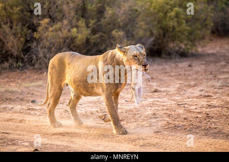 Leonessa portando cub nella sua bocca nella riserva nazionale in Kenya Foto Stock