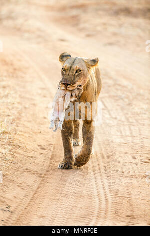 Leonessa portando cub nella sua bocca nella riserva nazionale in Kenya Foto Stock