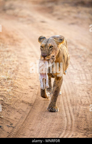 Leonessa portando cub nella sua bocca nella riserva nazionale in Kenya Foto Stock