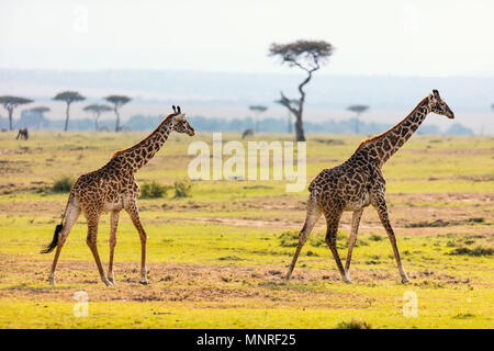 Le giraffe nel Masai Mara parco di safari in Kenya Africa Foto Stock