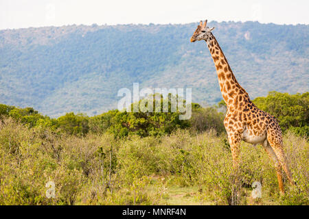 La giraffa nel Masai Mara parco di safari in Kenya Africa Foto Stock