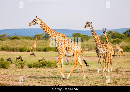 Le giraffe nel Masai Mara parco di safari in Kenya Africa Foto Stock