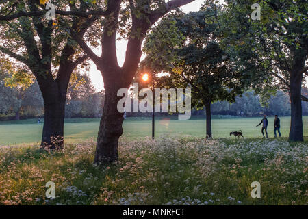 Tenendo il cane per una passeggiata su un estati la sera in un parco di Londra Foto Stock