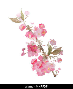 Sakura delicati fiori di illustrazione ad acquerello isolati su sfondo bianco Foto Stock