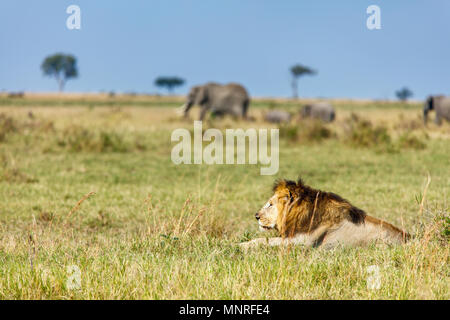 Maschio di leone giacente in erba nella savana in Africa Foto Stock