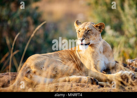 Leone femmina nella riserva nazionale in Kenya Foto Stock