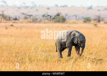 Close up baby elephant nel parco di safari Foto Stock