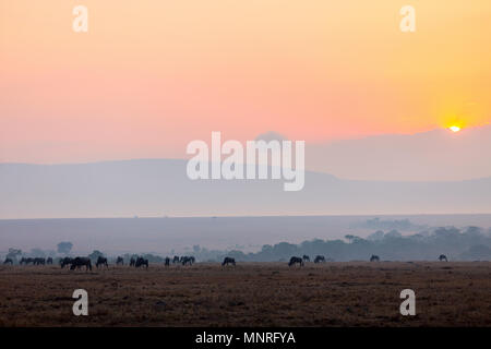 Wildebeests mattina presto in Masai Mara Kenya Foto Stock