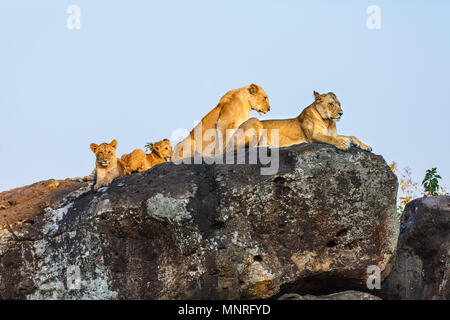 Lion family sulle rocce della riserva nazionale in Kenya Foto Stock