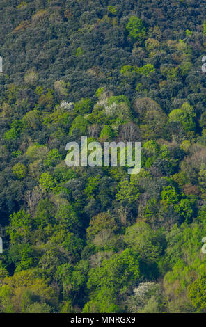 Lecci, querce, Encinar y Bosque Mixto, Primavera, Liendo, Liendo Valley, Montaña Oriental Costera, Cantabria, Spagna, Europa Foto Stock