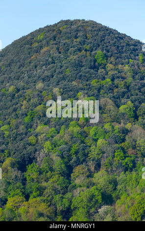 Lecci, querce, Encinar y Bosque Mixto, Primavera, Liendo, Liendo Valley, Montaña Oriental Costera, Cantabria, Spagna, Europa Foto Stock