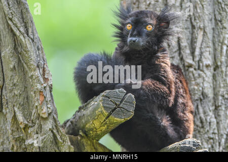 Mohrenmaki, Lemuren,Lemurenart, Makis,Primaten, lemure nero, il Eulemur macaco, Lemuridae Foto Stock