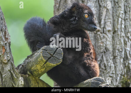 Mohrenmaki, Lemuren,Lemurenart, Makis,Primaten, lemure nero, il Eulemur macaco, Lemuridae Foto Stock