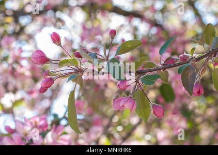 Boccioli di rosa non soffiati di albero da frutto in primo piano. Blooming melo sulla molla. Fioritura Crabapple nel parco. Foto Stock