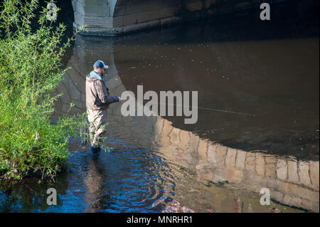 La pesca a mosca sul Fiume Don, Sheffield Foto Stock