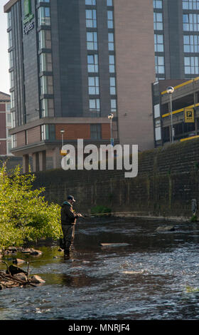 La pesca a mosca sul Fiume Don, Sheffield Foto Stock