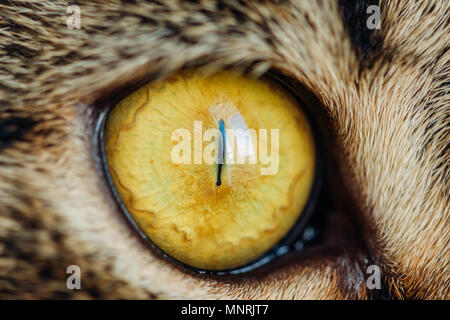 Giallo occhio di gatto con una pupilla stretta close-up Foto Stock