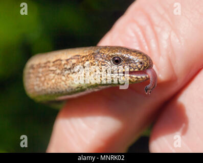 Worm lenta manipolato. Foto Stock