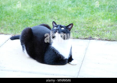 Bianco e nero gatto in giardino Foto Stock