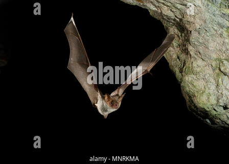 Bat poiana, myotis myotis, volo nella sua grotta Foto Stock