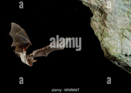 Bat poiana, myotis myotis, volo nella sua grotta Foto Stock