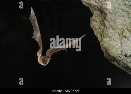 Bat poiana, myotis myotis, volo nella sua grotta Foto Stock