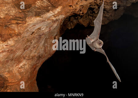 Bat-comune piegata miniopterus schreibersii, volare in una grotta Foto Stock