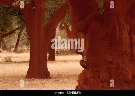 Quercia da sughero dopo l'estrazione del sughero (Quercus suber), Spagna Foto Stock