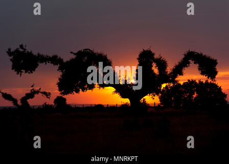 Dehesa con querce al tramonto, (Quercus ilex), Spagna Foto Stock