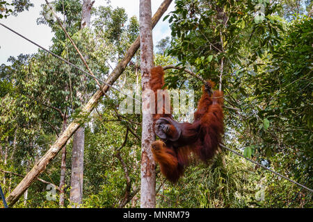 Orangutan appeso a un albero nella giungla, Borneo Malaysia Foto Stock