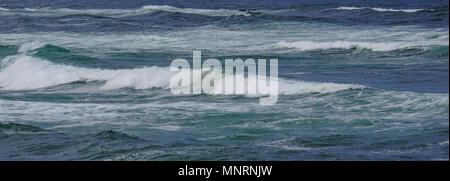 La struttura ad albero di Ghost con corteccia sbiancato dal vento sulla costa del Pacifico Foto Stock