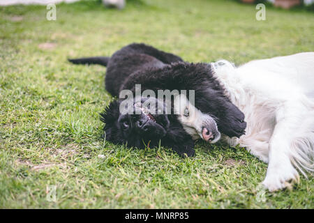 Nero di razza terranova cucciolo giocando con un bianco golden retriever cane adulto Foto Stock