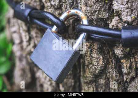 Vecchio arrugginito bloccare sull'albero. Lucchetto pendente da albero come un talismano o il simbolo dell'amore. Quadro concettuale della serratura e della catena per le reti sociali, blog. Foto Stock