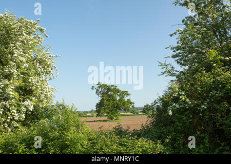 Una quercia fiancheggiato dalla fioritura biancospino alberi visti da Dorset Trailway vicino mulino Fiddleford non lontano da Sturminster Newton. Il Dorset Trai Foto Stock