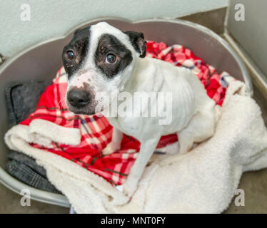 Cani maltrattati getting curato dopo il salvataggio Foto Stock