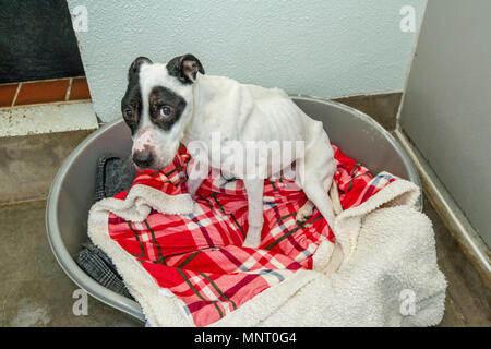 Cani maltrattati getting curato dopo il salvataggio Foto Stock