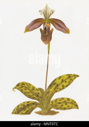 . Inglese: Cypripedium (ora: Paphiopedilum purpuratum), un colorate a mano dopo incisione di un disegno da Miss S. A. Drake (fl. 1820s-1840s), dal ventitreesimo volume del registro Botanico (1837), edito da John Lindley. 1837. Miss S. A. Drake 959 Paphiopedilum purpuratum RHS Foto Stock