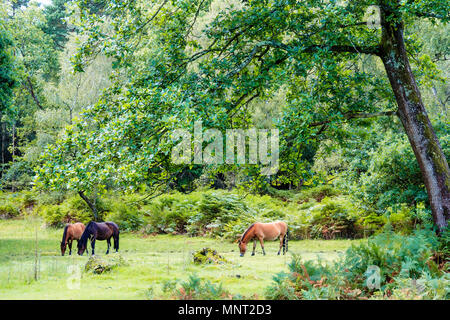 Tre pony selvatici di pascolare su erba sotto in prato con grande albero sporgendoti in primo piano nella nuova foresta. Foto Stock