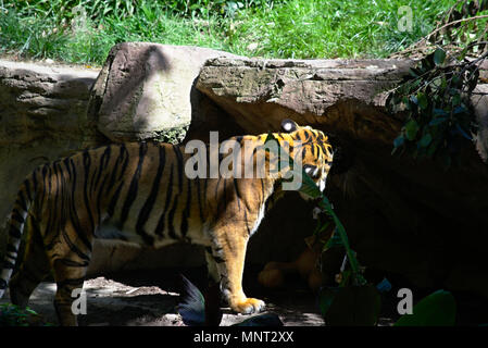 Tiger allo Zoo di San Diego Foto Stock