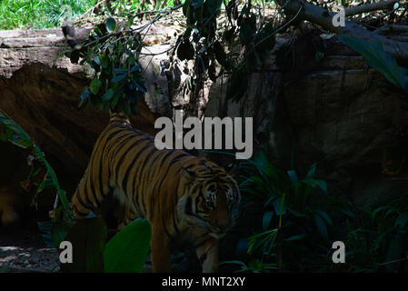 Tiger allo Zoo di San Diego Foto Stock