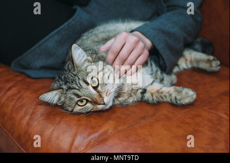 Ragazza accarezzare un gatto. Carino bellissimo gatto sdraiato sul divano e guardando nella telecamera. Foto Stock