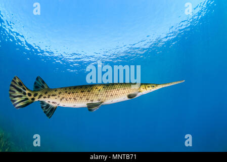 Longnose gar, o a becchi gar, Lepisosteus osseus, Rainbow River, Dunnellon, Florida, Stati Uniti d'America Foto Stock