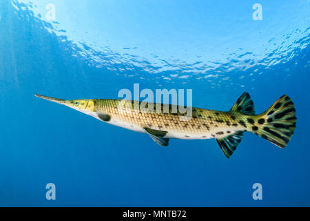 Longnose gar, o a becchi gar, Lepisosteus osseus, Rainbow River, Dunnellon, Florida, Stati Uniti d'America Foto Stock