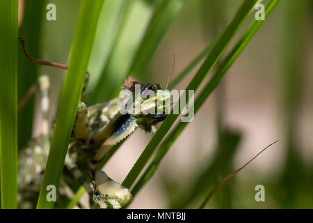 Thistle mantis, Blepharopsis mendica all'interno di un giardino a Cipro nel corso del mese di maggio di notte e di giorno. Foto Stock